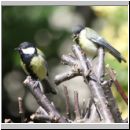 Parus major - Kohlmeise 22 mit Nachwuchs.jpg